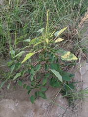 Amaranthus