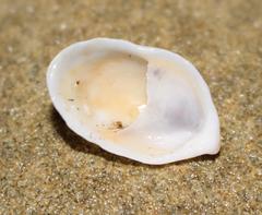 Crepidula porcellana