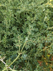 Trianthema portulacastrum