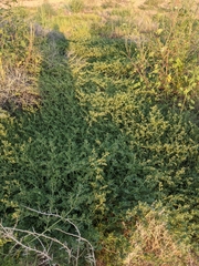 Trianthema portulacastrum