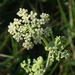 Dune Celery - Photo (c) Ina Loots, some rights reserved (CC BY-NC)
