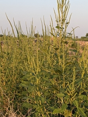 Amaranthus palmeri