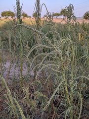 Amaranthus palmeri