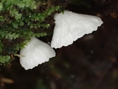 Clitopilus kamaka