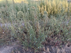Amaranthus palmeri