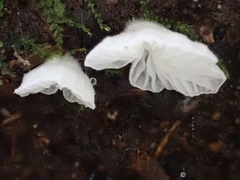 Clitopilus kamaka