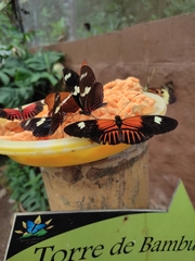 Heliconius doris