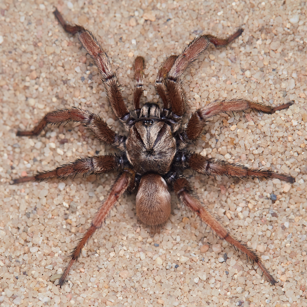 Angelina Jolie Trapdoor Spider