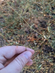 Boerhavia