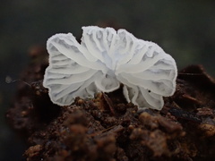 Clitopilus kamaka