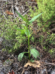 Erechtites hieraciifolius