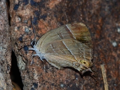 Hypaurotis crysalus