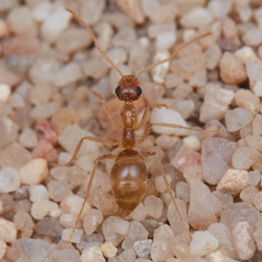 Myrmecocystus testaceus