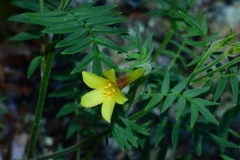 Polemonium pauciflorum pauciflorum