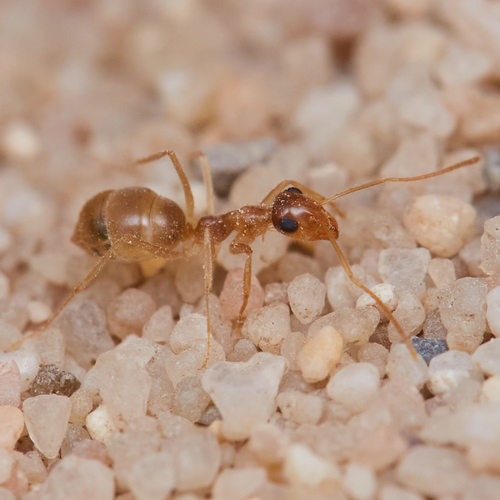 Myrmecocystus testaceus photo 2