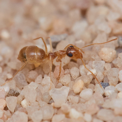 Myrmecocystus testaceus