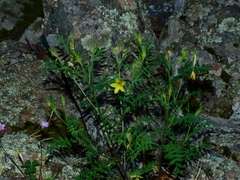 Polemonium pauciflorum pauciflorum