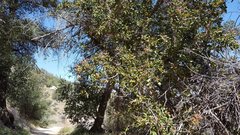 Quercus agrifolia oxyadenia