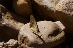 Hypocysta adiante antirius