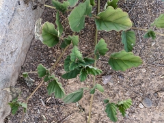 Boerhavia coccinea