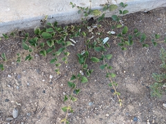 Boerhavia coccinea