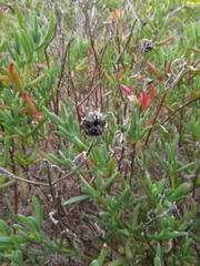 Lampranthus vernalis