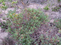Lampranthus vernalis