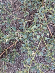 Trianthema portulacastrum