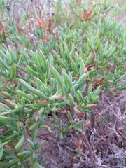 Lampranthus vernalis