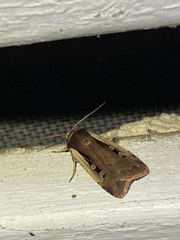 Ochropleura implecta