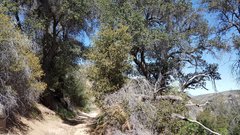 Quercus agrifolia oxyadenia