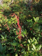 Koenigia tripterocarpa