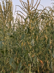 Amaranthus palmeri