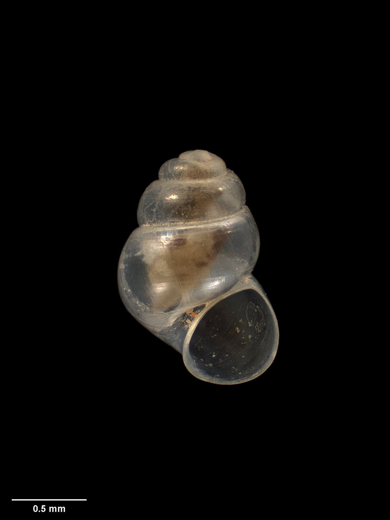 Hadopyrgus