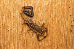 Reddyanus melanodactylus