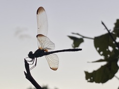 Dythemis velox