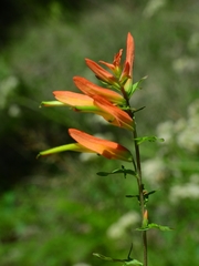 Castilleja patriotica