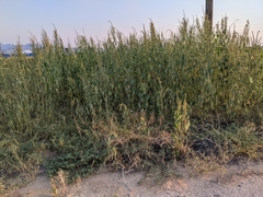 Amaranthus palmeri