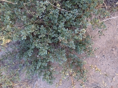Trianthema portulacastrum