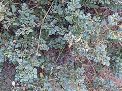 Trianthema portulacastrum
