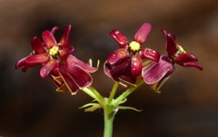 Asclepias hypoleuca