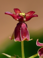 Asclepias hypoleuca