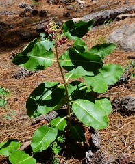 Asclepias hypoleuca