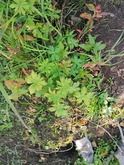Aconitum umbrosum