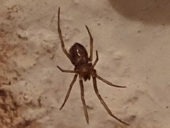 Steatoda