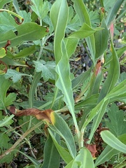 Rumex pallidus