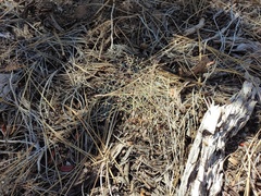 Eriogonum apiculatum