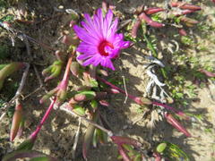 Cephalophyllum rostellum