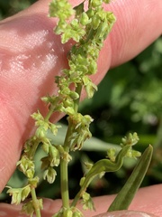 Rumex pallidus
