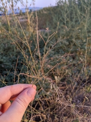 Boerhavia